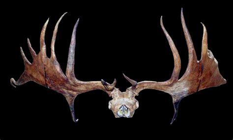 Giant Deer Skull and Antlers (Megaloceros giganteus) - Nottingham Museums