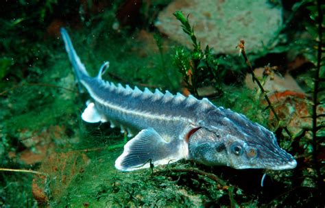 On the International Day for Biological Diversity, Endangered Sturgeons ...