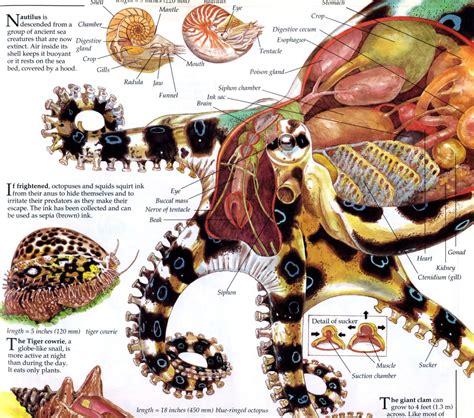 Octopus anatomy, Octopus, Scientific illustration