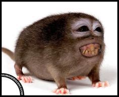 Monkey-rat hybrid | Animal mashups, Bizarre animals, Animals