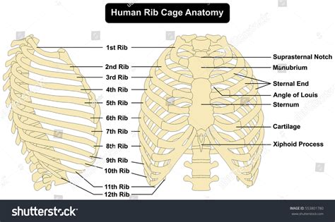 Human body Rib Cage Anatomy anterior and right - Royalty Free Stock ...