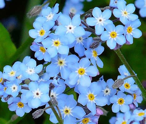 Forget Me Not Myosotis Sylvatica Seeds