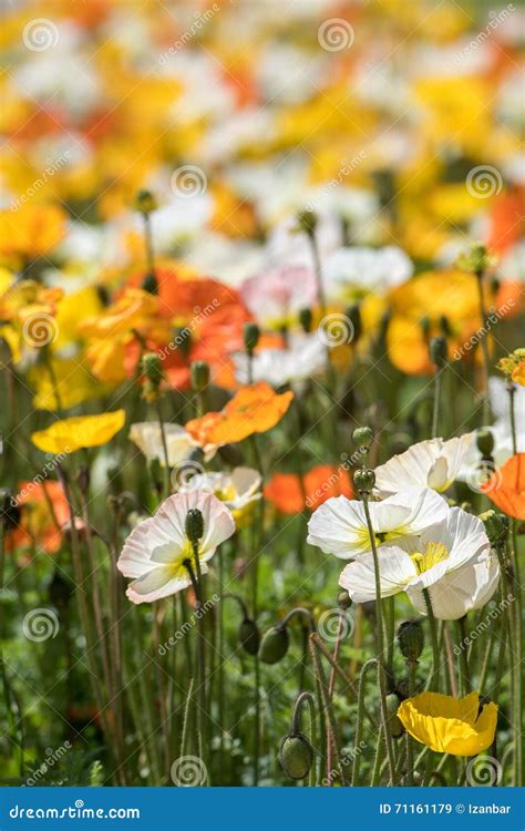 Colorful Poppy Field White Yellow Orange Stock Image - Image of ...