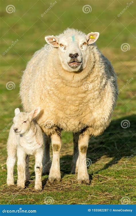 Female Sheep Eating Grass And Hay In Farm Stock Photography ...