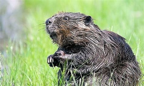 Adventures in Narnia: Nature Study - Beavers and Dams | Small Online ...