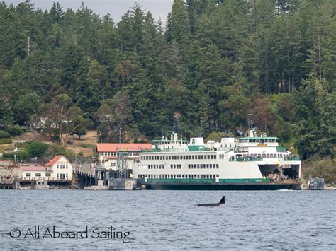 Biggs/Transient Orcas T37B's passing Orcas Island Ferry Landing - All ...