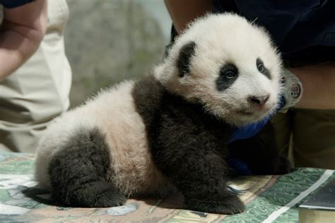 The National Zoo's Panda Cub Officially Has A Name | DCist