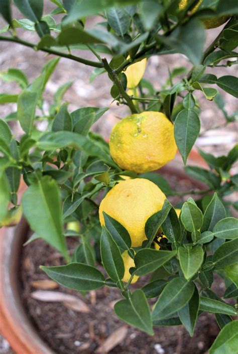 yuzu tree | Winter garden, Edible garden, Garden