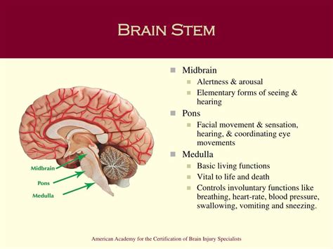 PPT - Chapter 3: Understanding the Brain and Brain Injury PowerPoint ...