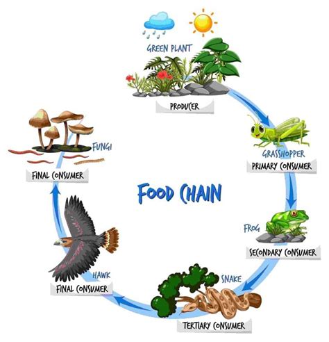 Food Chains and Food Webs - GeeksforGeeks