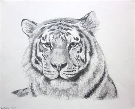 14 Drawing Tiger sketch drawing for artists for Figure Drawing ...