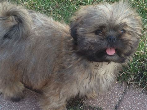 Brown shih szu puppy | Puppies, Dogs, Animals