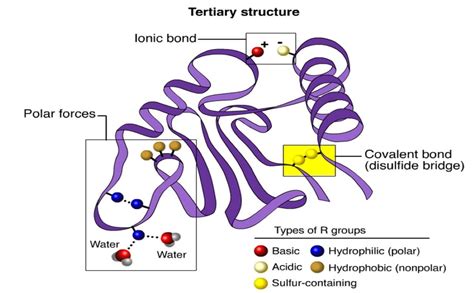 17 Surprising Facts About Tertiary Structure - Facts.net