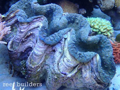 World’s Largest Pearl Was Made By A Giant Clam | Reef Builders | The ...