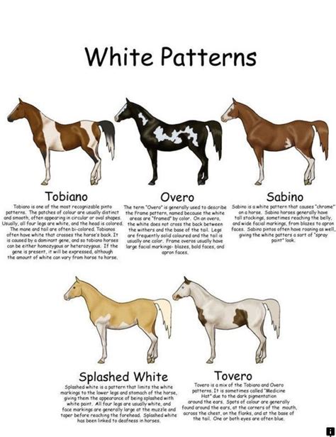 Paint Horse Patterns