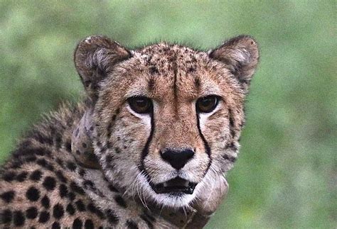 Indian cheetah reintroduction, two months on. - Cheetah Conservation ...