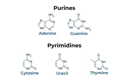 Salvage Pathway: Purine and Pyrimidine Nucleotide Synthesis