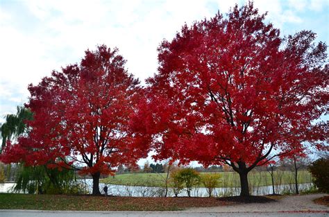 Best Places To See Fall Colors In Chicago: Where To Take In Vibrant ...