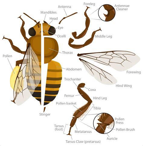 Bee Anatomy | Deviche Designs