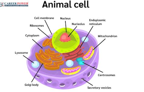 Animal Cell Labeled Biology