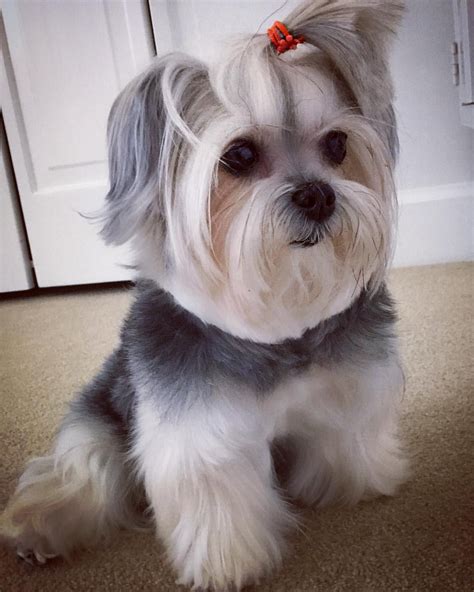 Morkie Shelly on Instagram: ““Quando tudo pra você for nada, lembre-se ...