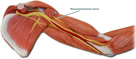 Musculocutaneous Nerve | Cea1.com – Human Body Anatomy | Body anatomy ...