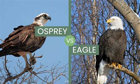 Osprey vs Eagle – How To Tell Them Apart