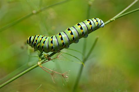 Black Swallowtail Butterfly Larvae Photograph by Roy Erickson - Fine ...