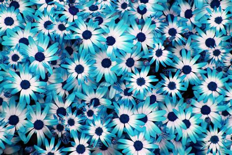 Shades of Blue – Radiant blue flowers background. | Blue flowers ...