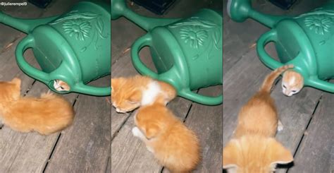 Six Tiny Kittens Crawl Out Of Watering Can - borninspace