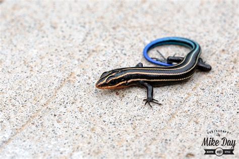 Common Five-lined Skink (Plestiodon fasciatus) - Minnesota Amphibian ...