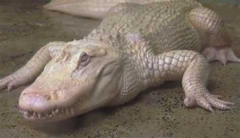 Rare Albino Alligator, Snowflake, Pays Zoo In Illinois A Summer Visit