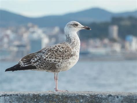 Yellow-Legged Gull Bird Facts (Larus michahellis) | Birdfact