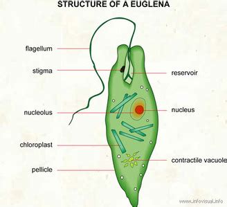 Euglena - Biology 1122