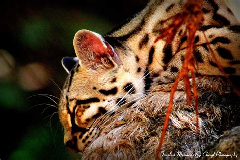 Ocelot - taken at Isla de Roatan - Honduras by ©Timeless Memories by ...