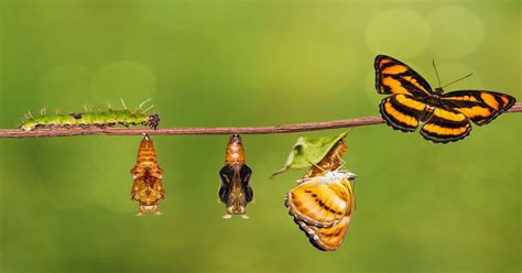 Butterfly Life Cycle - Learn About Nature