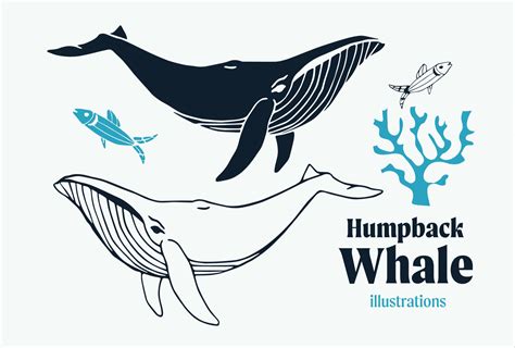 Humpback Whale vector illustrations | Creative Market