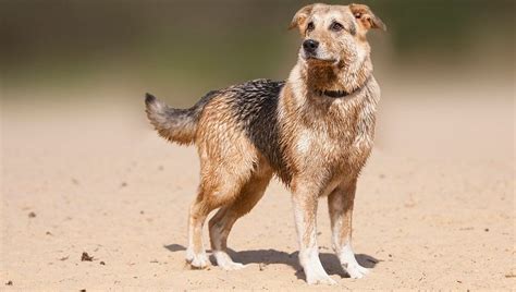 German Sheprador: History, Temperament, Care, Training, Diet, Pic