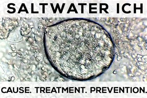 Saltwater Ich - All The Facts to Save Your Fish - Hackers' Reef