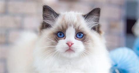 Ragdoll Cat | Breed History, Personality, and Care - Pumpkin®