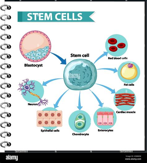 Illustration of the Human Stem Cell Applications on a white background ...