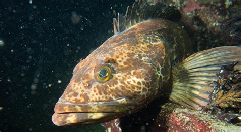 Lingcod meet rockfish: Catching one improves chances for the other | UW ...