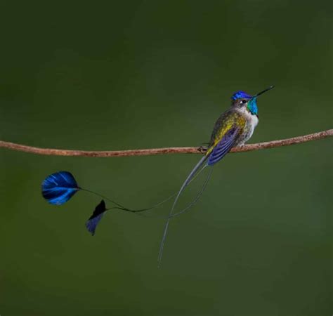 Marvelous Spatuletail | Hummingbirds | Colorful Birds