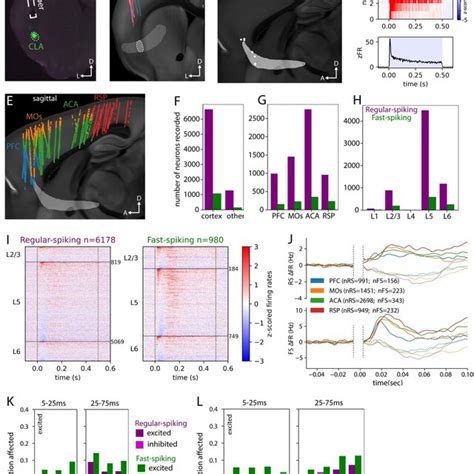 Cortical cells can be excited or inhibited by claustrum stimulation in ...