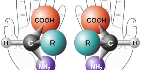 Role of the Chiral Carbon in Protein Synthesis - Daily Nutrition News