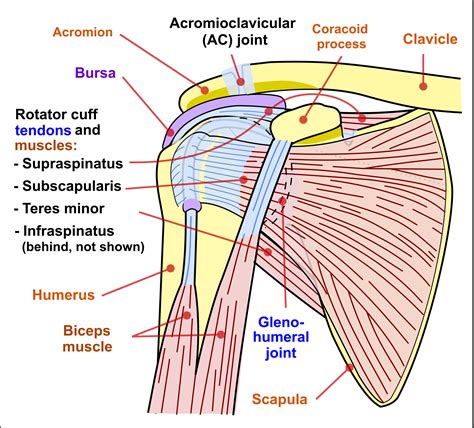 [DIAGRAM] Arm Tendons Diagram - MYDIAGRAM.ONLINE