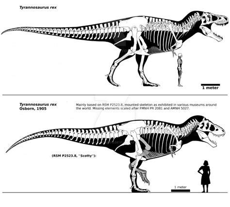 Sue vs Scotty Tyrannosaurus Rex specimens | Tyrannosaurus ...