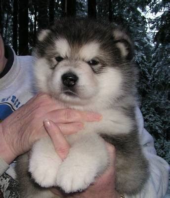 Alaskan Malamute Puppies Photos | Puppies Pictures Online