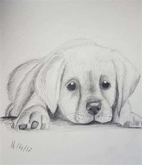 Image result for easy animals sketches charcoal Animal Sketches Easy ...