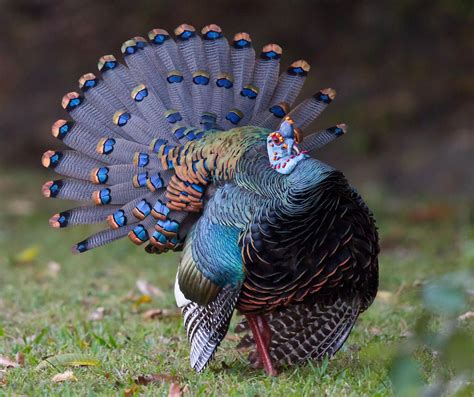 The Wild Blue Turkey That Blew My Mind | Audubon The Ocellated Turkey ...